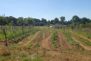 Lire la suite à propos de l’article Carnets de campagne : l’agriculture périurbaine dans la communauté d’agglomération de Saint  Quentin en Yvelines